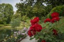 Parco Galvani_roseti